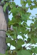 Image of Small Morning Glory