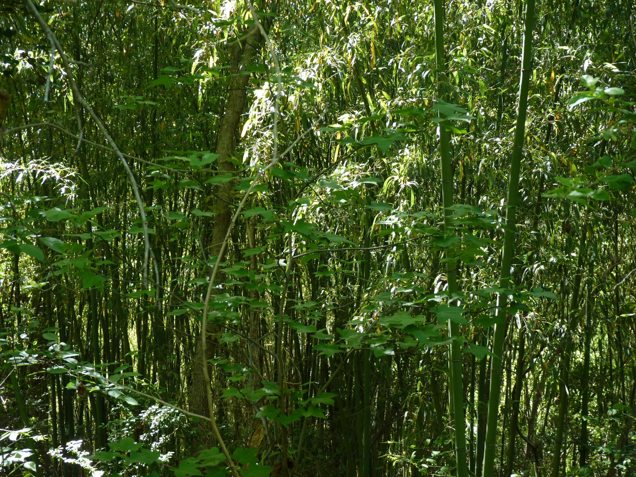 Image of golden bamboo