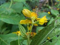 Image of Greenmaniella resinosa (S. Wats.) Sharp