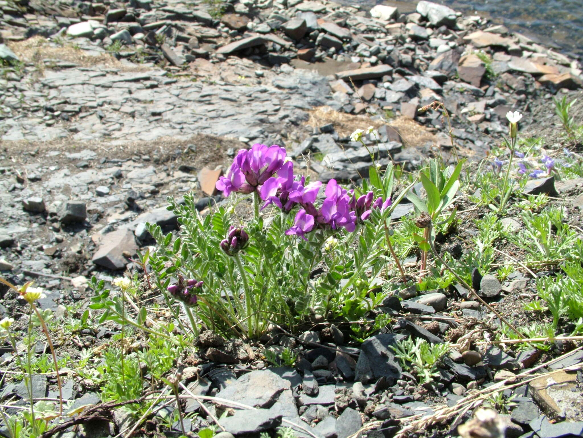 Image of Oxytropis arctica subsp. taimyrensis