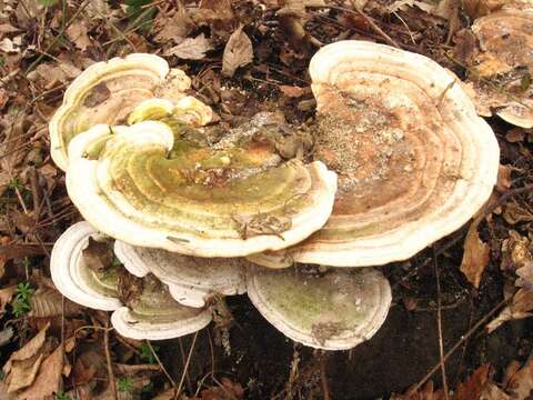 Image of Trametes gibbosa (Pers.) Fr. 1838