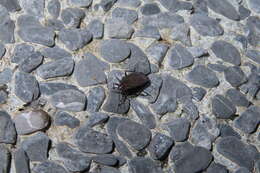 Image of Neolethaeus assamensis (Distant & W. L. 1901)