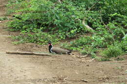 Image of Red-wattled Lapwing