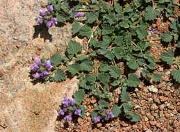 Image de Scutellaria grandiflora Sims