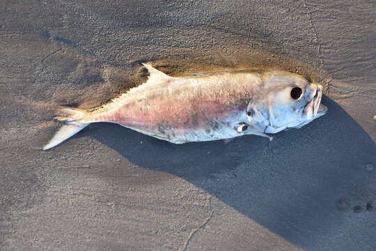 Image of Pacific Crevalle Jack