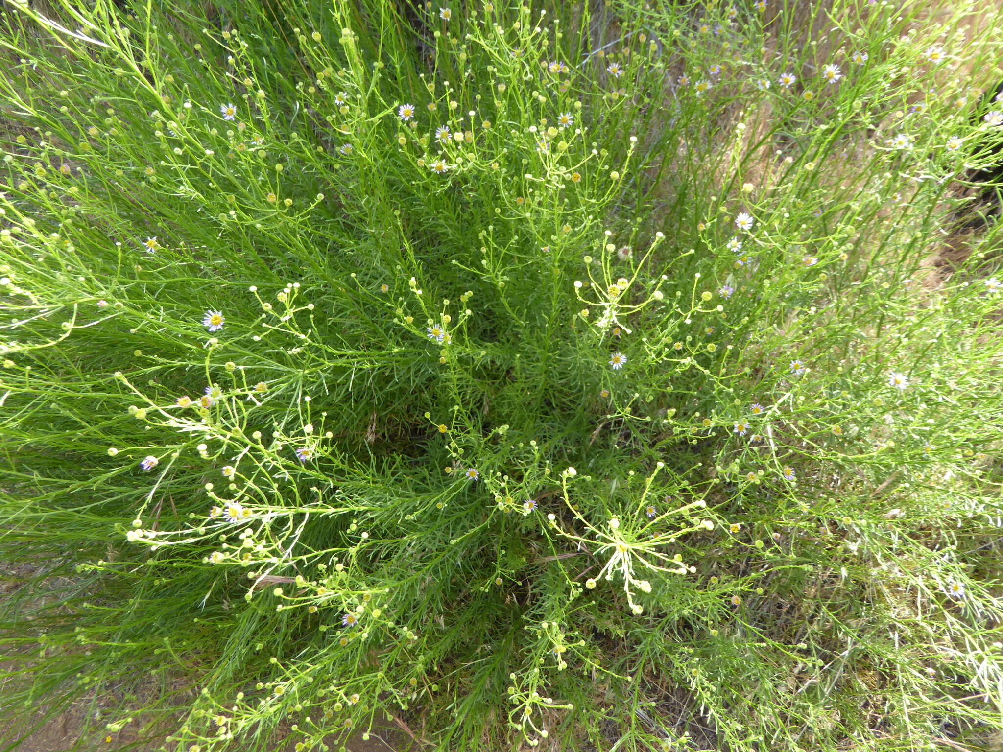 Image of Erigeron foliosus var. foliosus