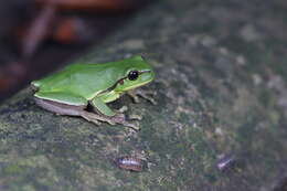 Image of Hyla annectans (Jerdon 1870)