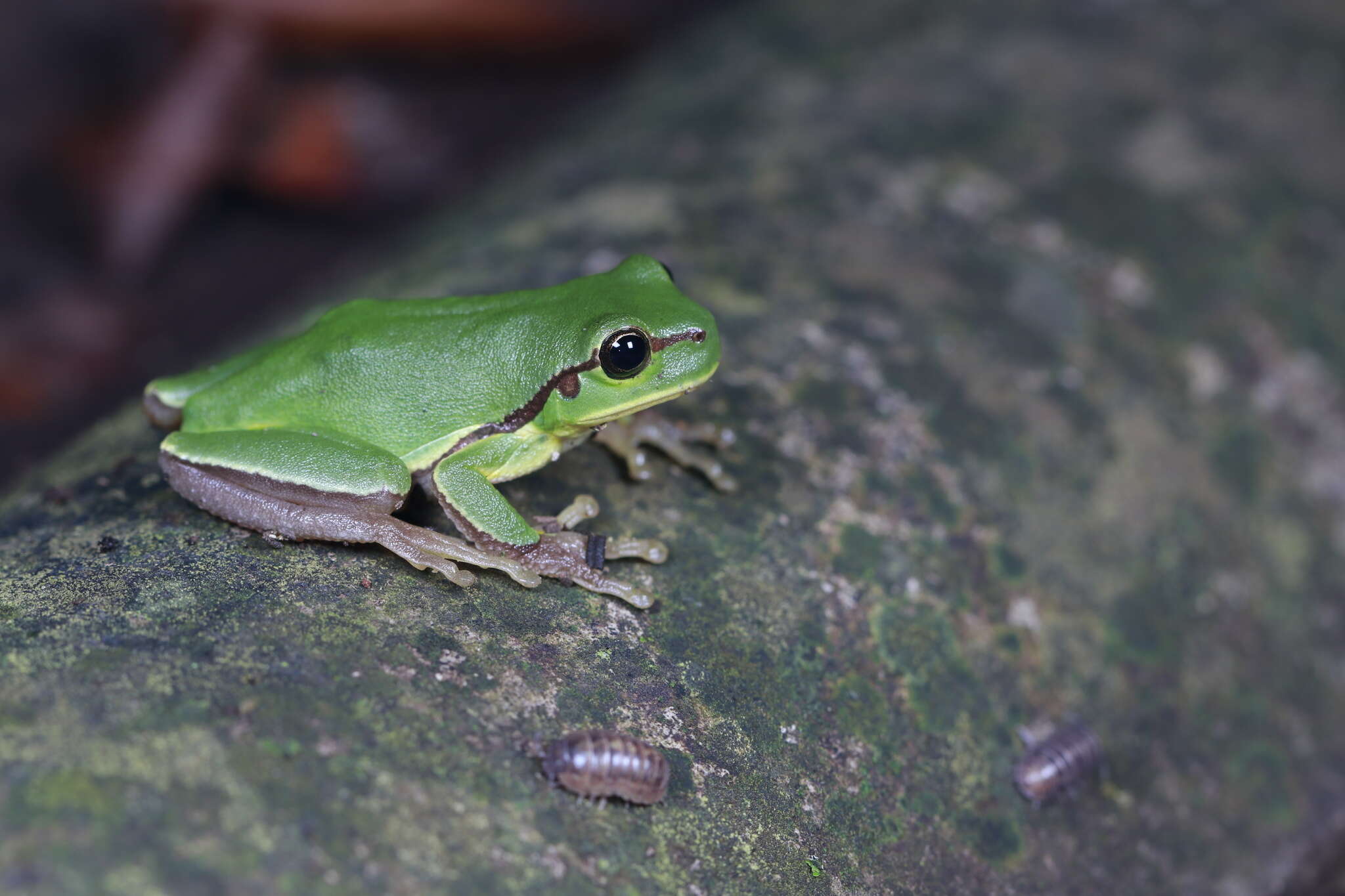 Image of Hyla annectans (Jerdon 1870)