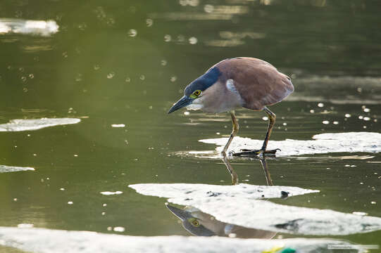 Image of Nycticorax caledonicus caledonicus (Gmelin & JF 1789)