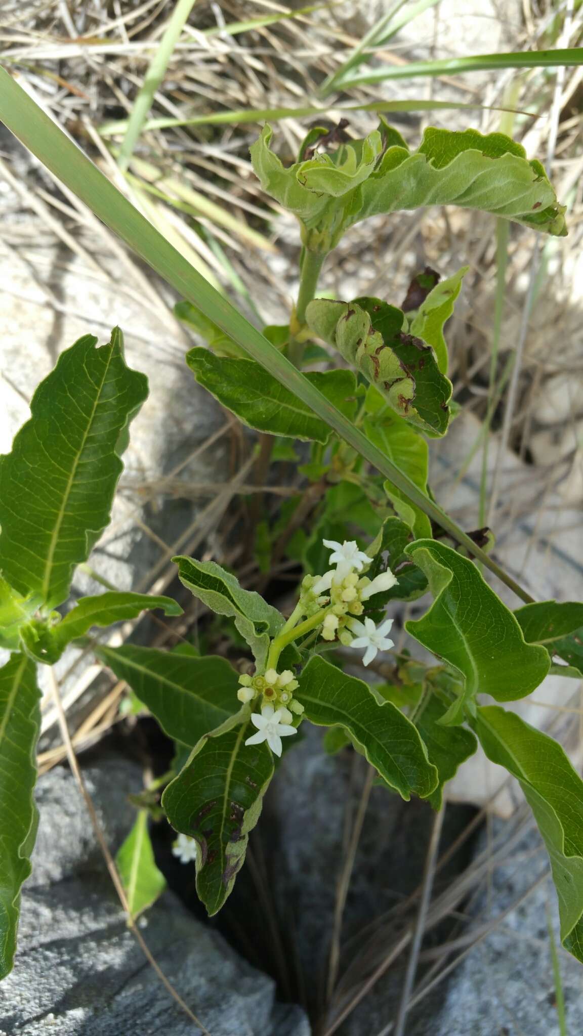 Imagem de Psychotria puffii Razafim. & B. Bremer