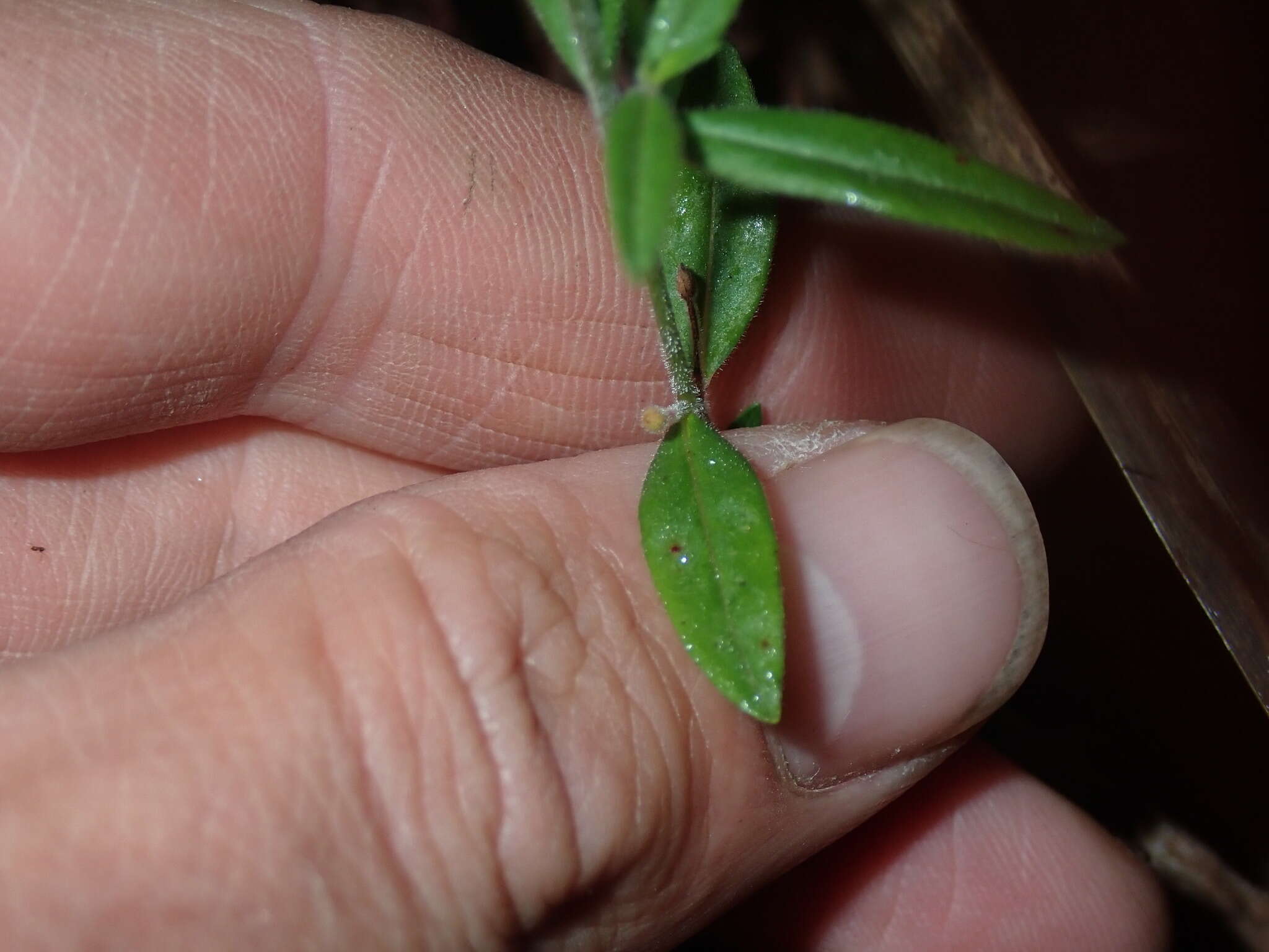 Image of Downy Willowherb