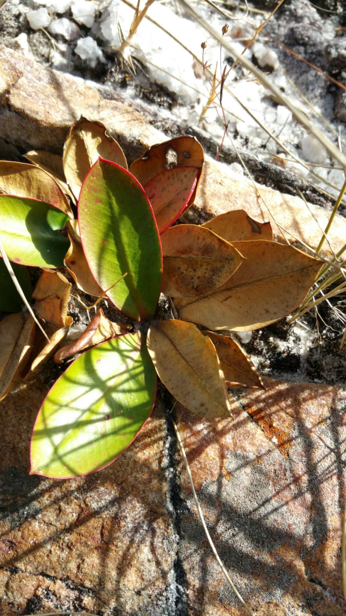 Euphorbia subapoda Baill. resmi