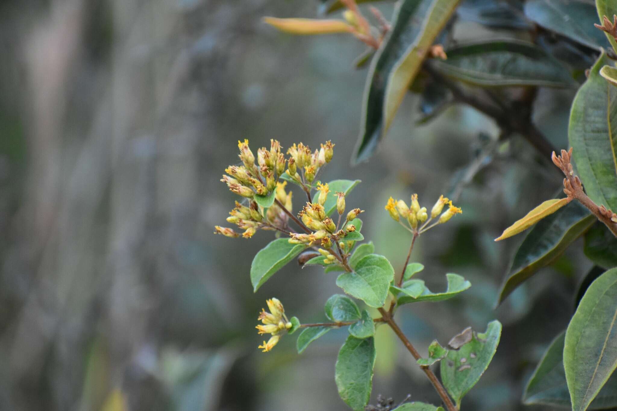 Imagem de Calea sessiliflora Less.