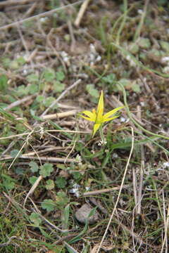 Image of Gagea reticulata (Pall.) Schult. & Schult. fil.