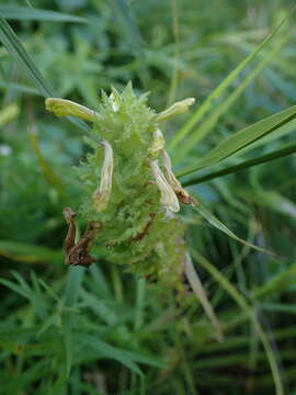 Image of Furbish's lousewort