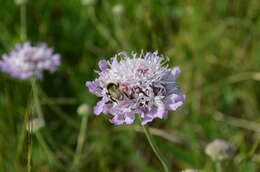 Image of Lomelosia songarica (Schrenk ex Fischer & Meyer) J. Soják