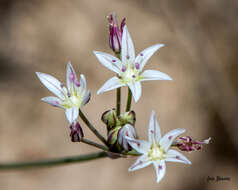 Image of Allium potosiense Traub