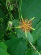 Passiflora jorullensis Kunth的圖片