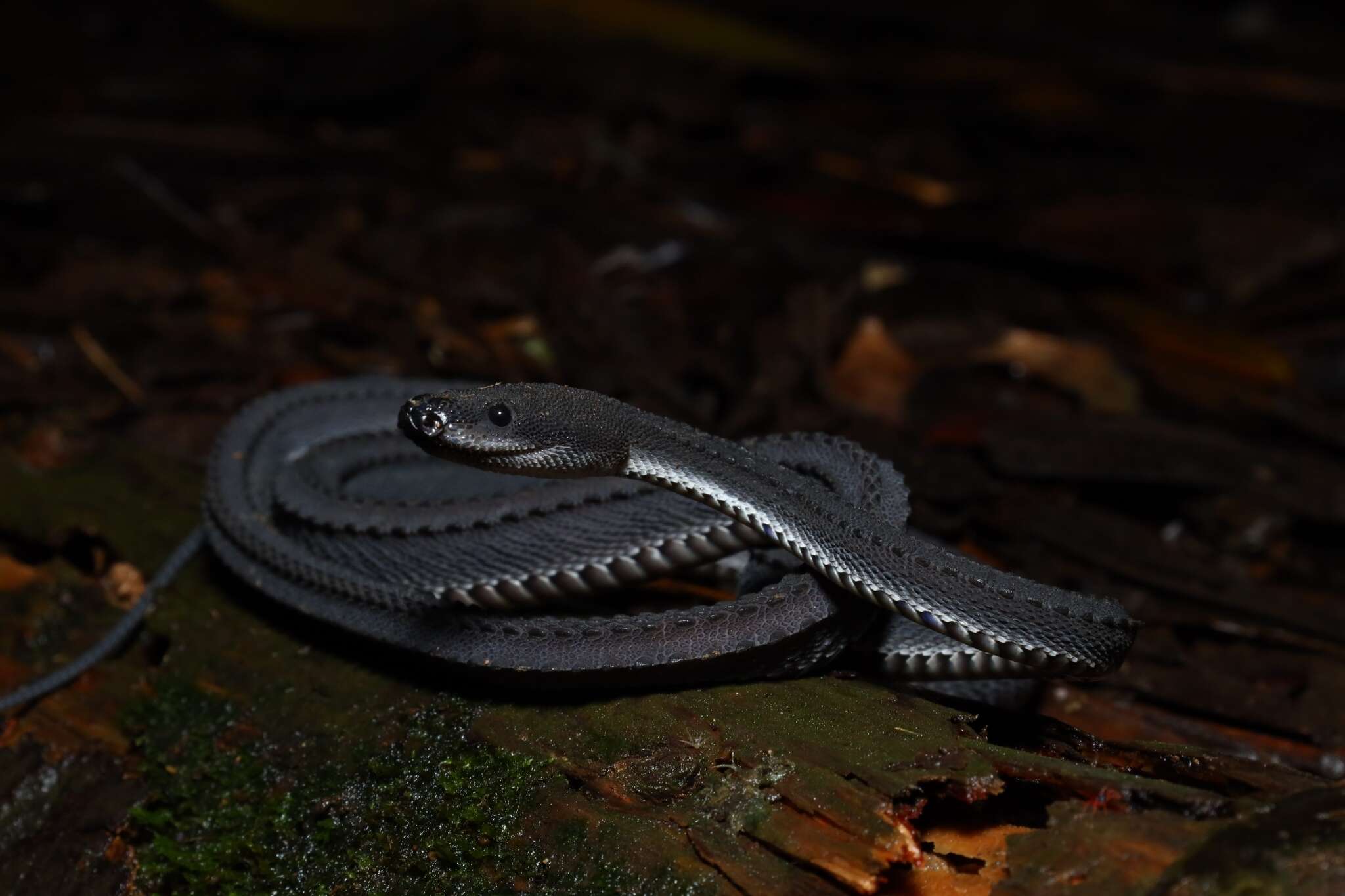 Image of Rough-backed Litter Snake