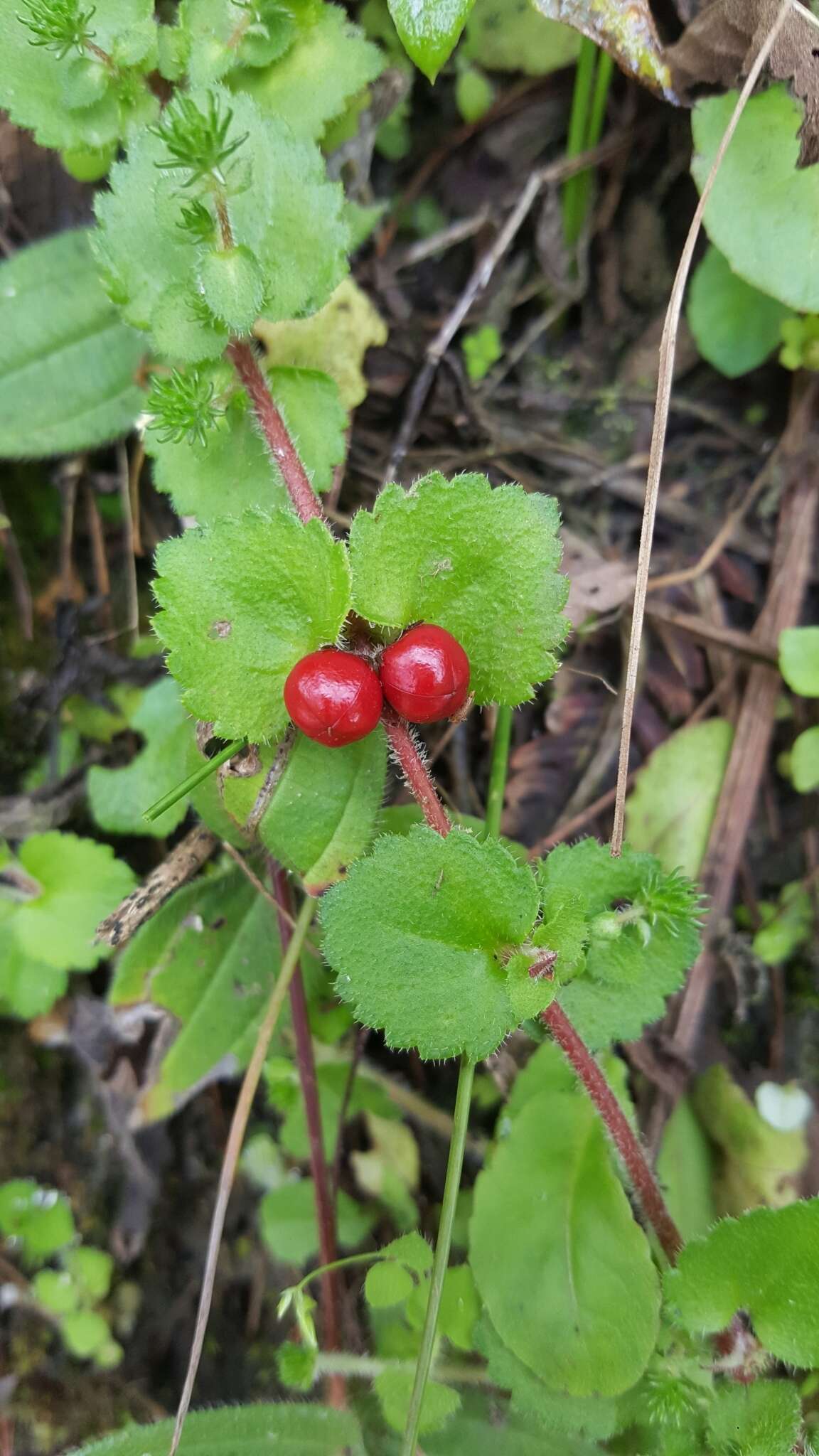 صورة Hemiphragma heterophyllum Wall.