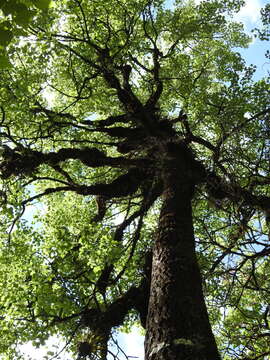 Image of Populus simaroa J. Rzedowski