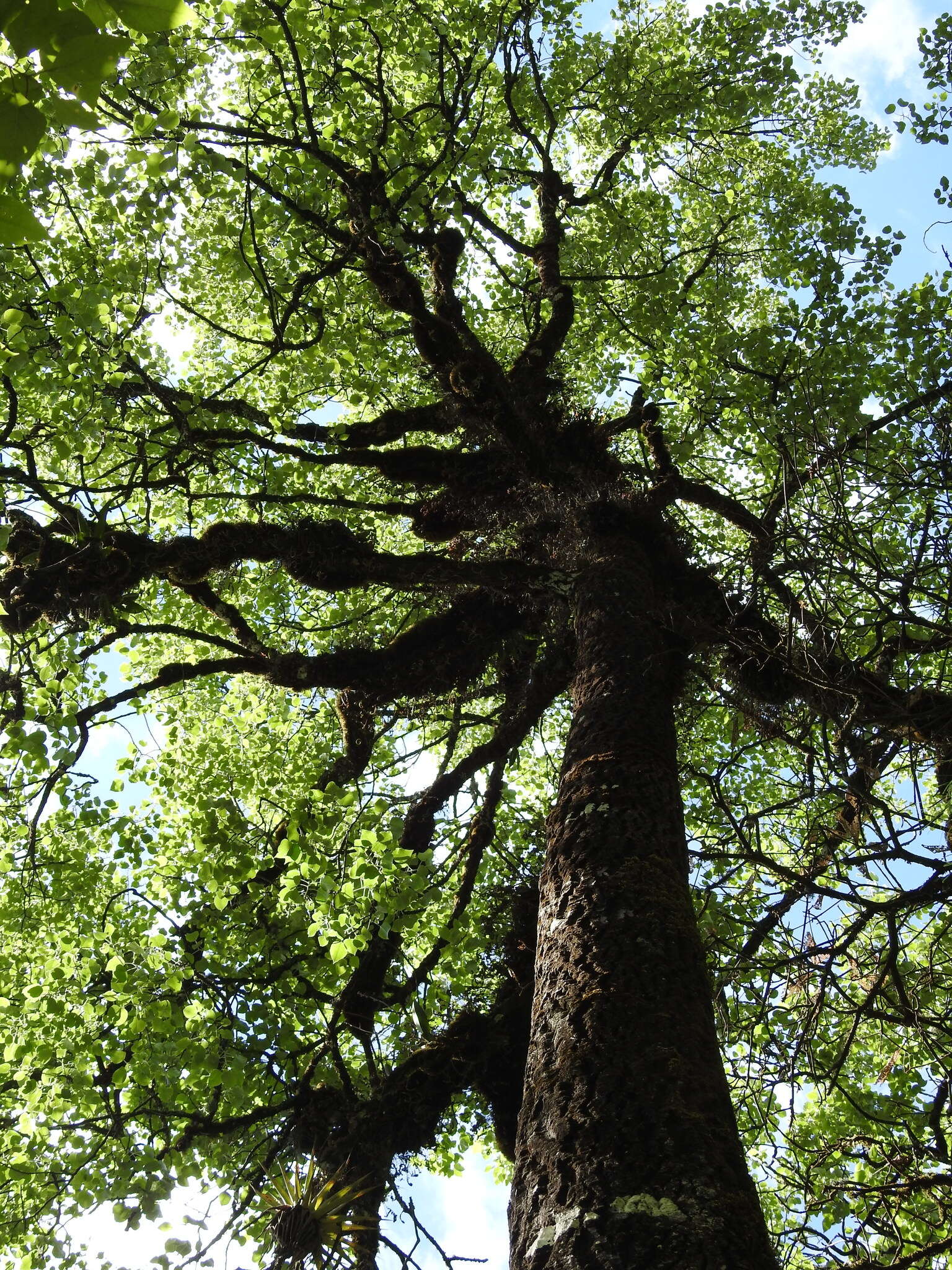 Image of Populus simaroa J. Rzedowski