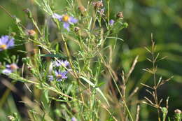 Image of Robyns' American-Aster