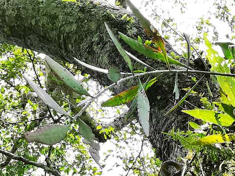 Image of Pseudorhipsalis ramulosa (Salm-Dyck) Barthlott