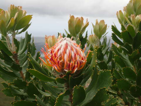 Image of Ember pincushion