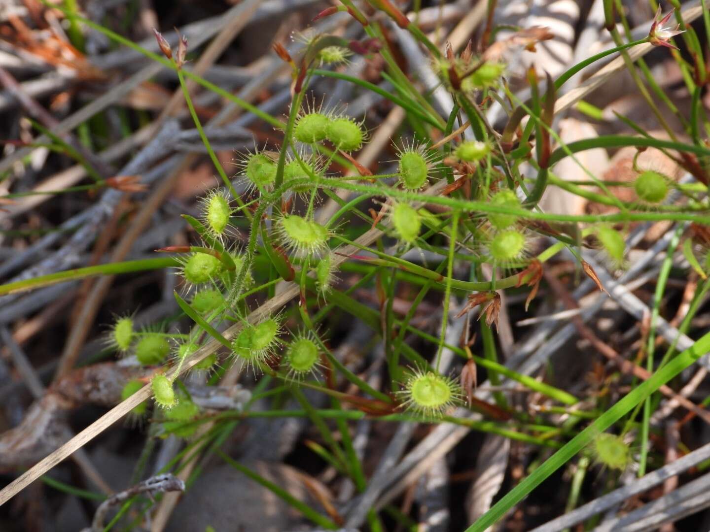 Слика од Drosera indumenta Lowrie & Conran