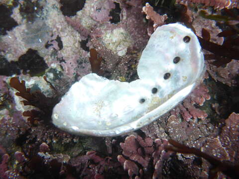 Image of pink abalone