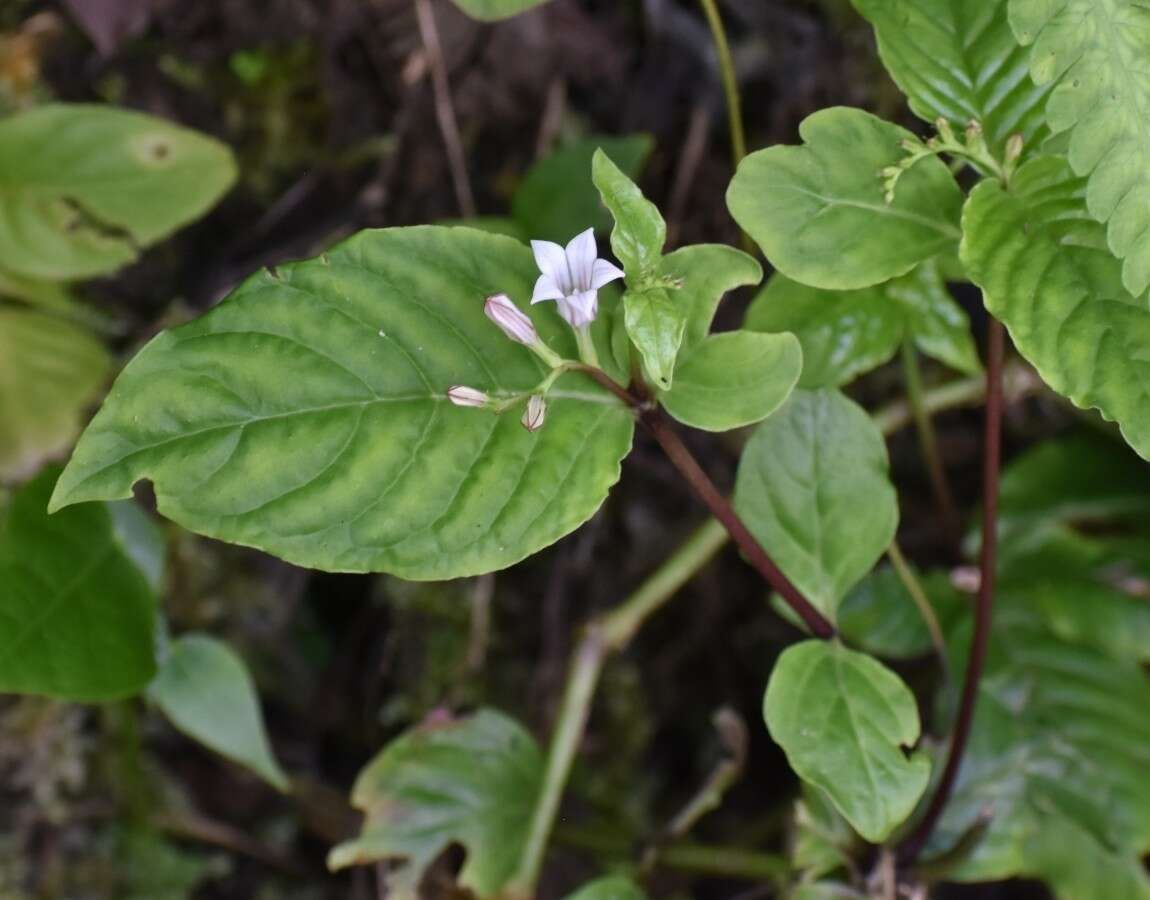 Imagem de Spigelia scabra Cham. & Schltdl.