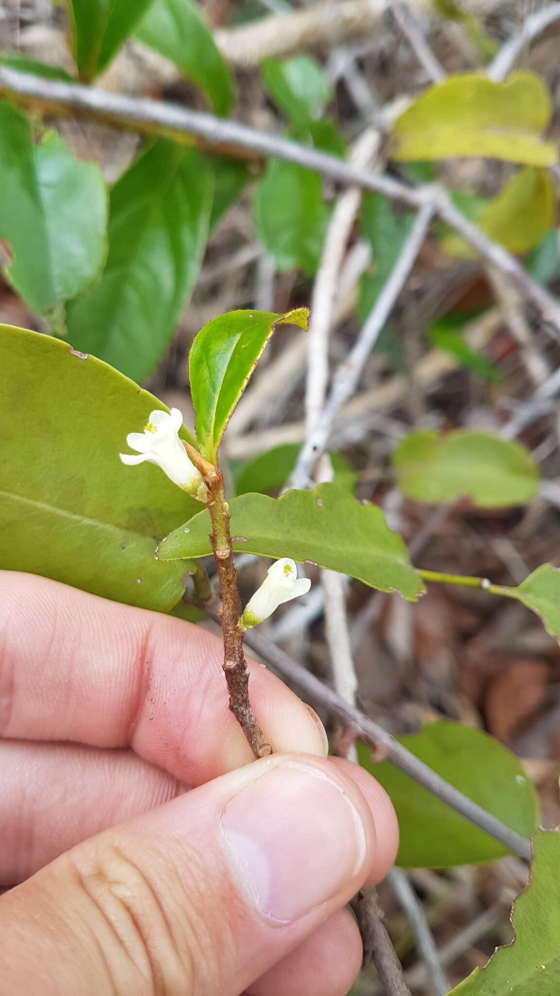 Symplocos guianensis (Aubl.) Guerke的圖片