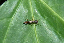 Image of Synemosyna aurantiaca (Mello-Leitão 1917)