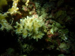 Image of Palm Lettuce Coral