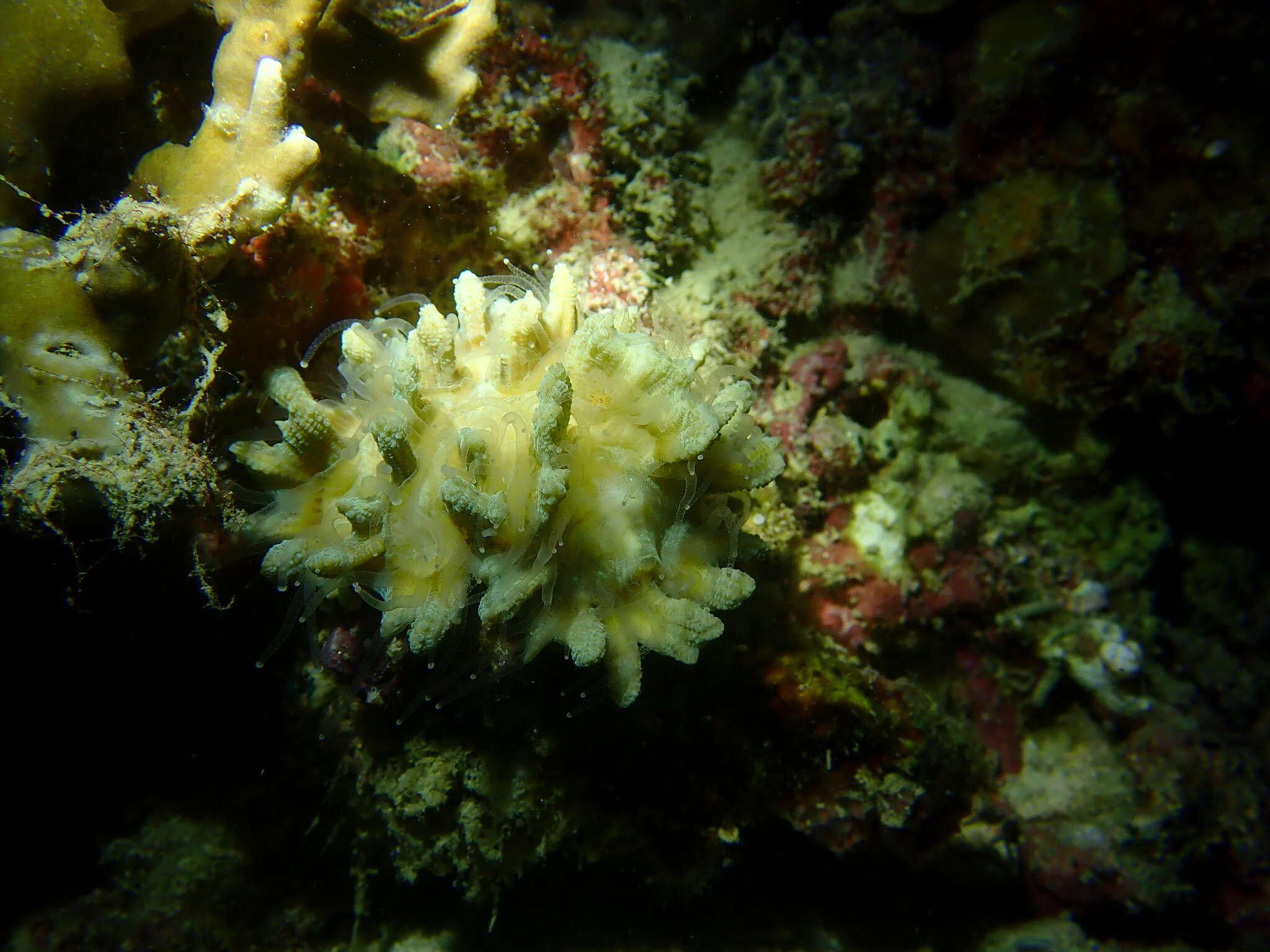 Image of Palm Lettuce Coral