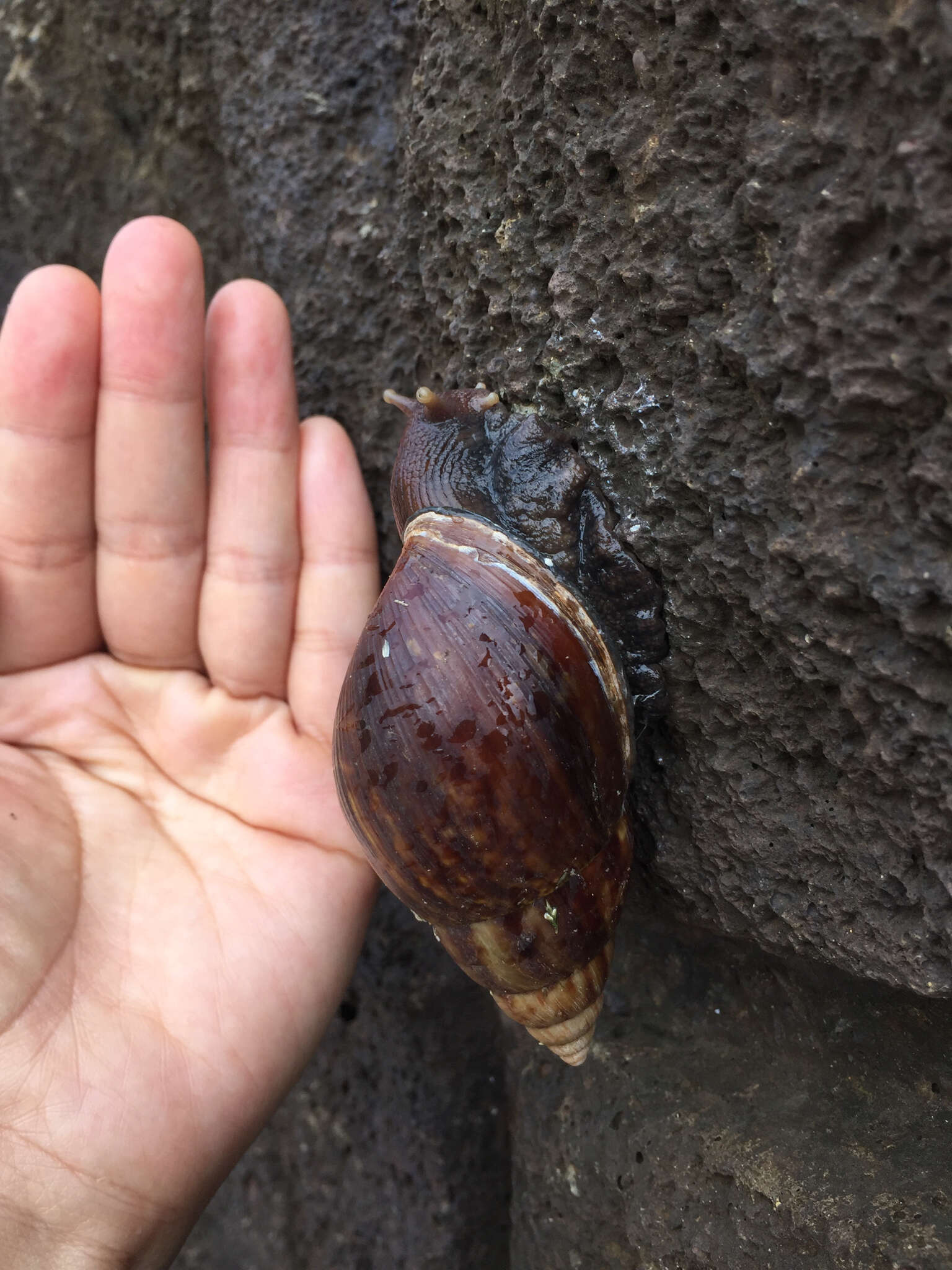 Image of Giant African Snail