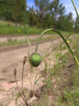 Image of Papaver chakassicum G. A. Peschkova