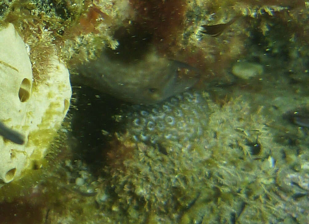 Image of Small knob coral
