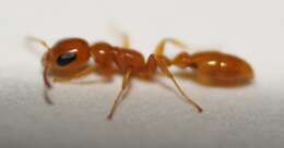 صورة Pseudomyrmex seminole Ward 1985