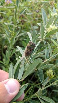 Image of Plains Dog-day Cicada