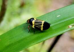 Image of Sphenorhina clarivenosa (Jacobi 1908)