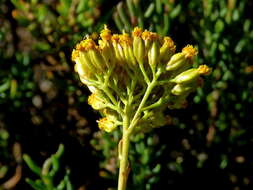 Image of Athanasia microcephala (DC.) D. Dietr.