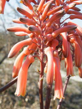 Image of Aloe monteiroi Baker