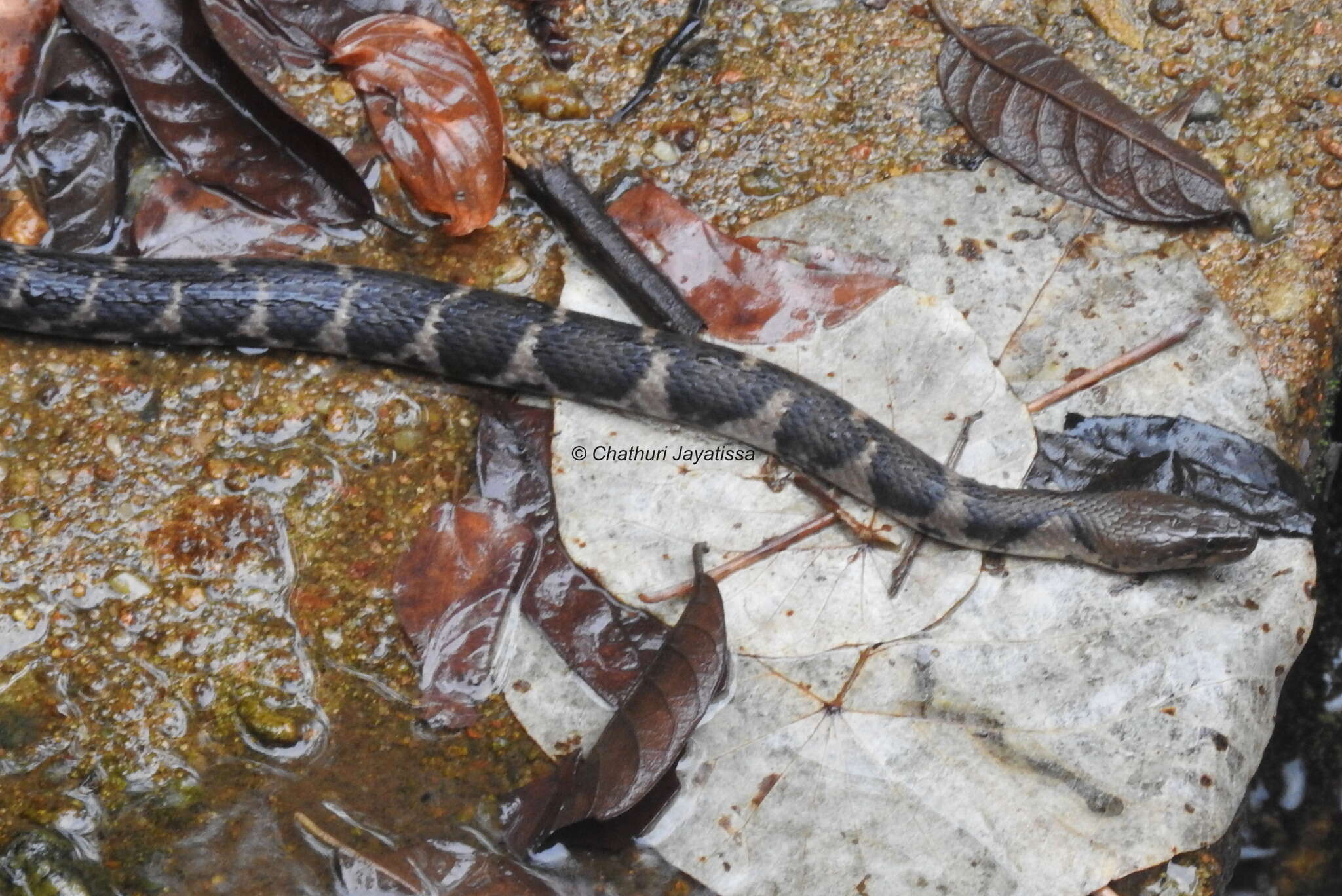 Image of Fowlea asperrimus (Boulenger 1891)