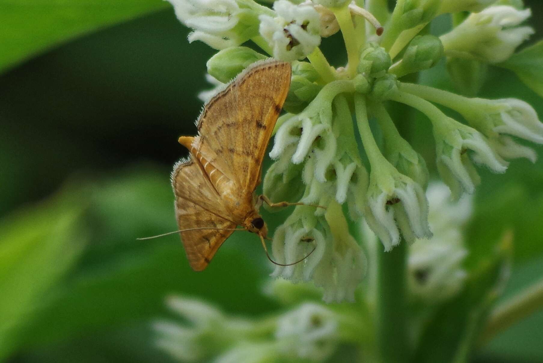 Image of Bean-leaf Webworm Moth