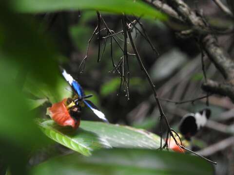 Image of Heliconius sapho leuce Doubleday (1847)