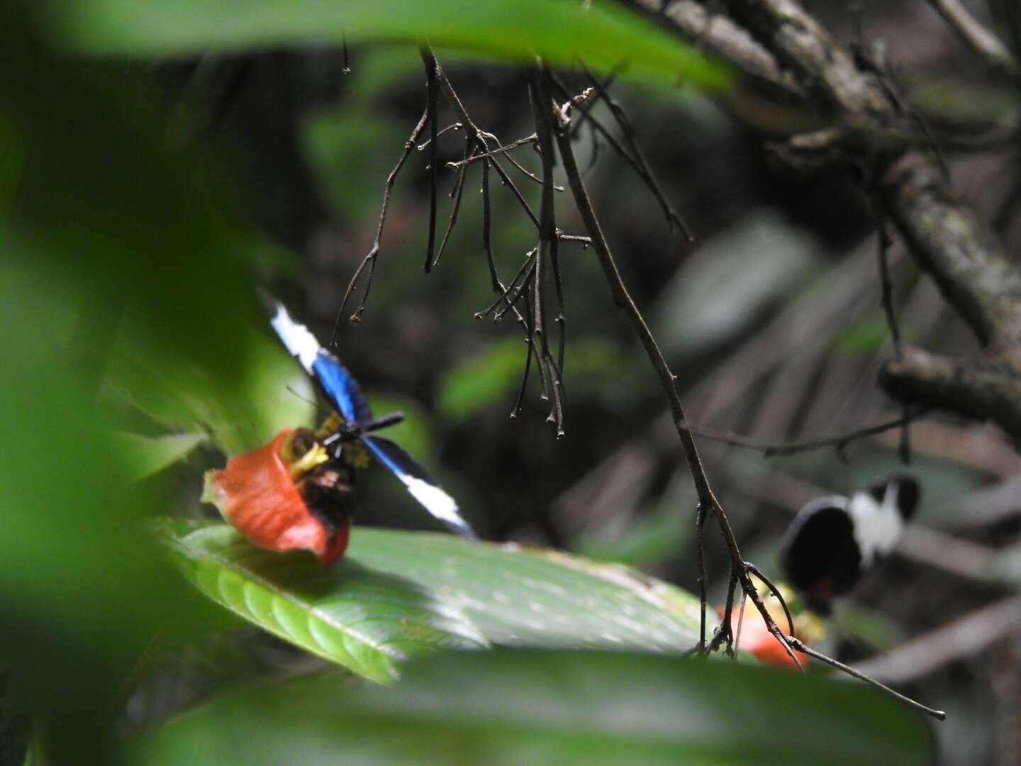 Image of Heliconius sapho leuce Doubleday (1847)