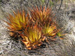 Imagem de Aloe lineata var. muirii (Marloth) Reynolds