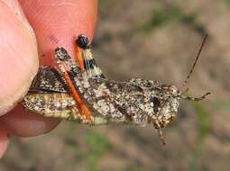 Image of Mottled Sand Grasshopper